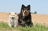 CHIEN FINNOIS DE LAPONIE 563